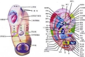 我们耳朵上有个健康开关常按揉祛百病! 我们耳朵上有个健康开关常按揉祛百病!