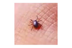 【健康科普】福建人注意!近期这种虫出没已有多人中招…严重可致命 【健康科普】福建人注意!近期这种虫出没已有多人中招…严重可致命