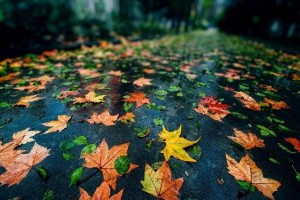 秋季水果煮熟了吃护脾胃利于营养吸收香蕉橘子和梨都可以 秋季水果煮熟了吃护脾胃利于营养吸收香蕉橘子和梨都可以