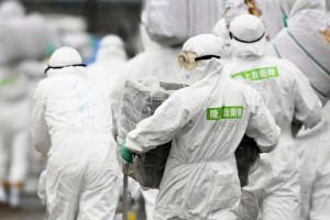 日本猪瘟疫情扩散到8府县关东地区失守 日本猪瘟疫情扩散到8府县关东地区失守