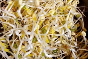 绿豆芽和黄豆芽营养上有区别吗营养师脂肪含量相差十几倍 绿豆芽和黄豆芽营养上有区别吗营养师脂肪含量相差十几倍