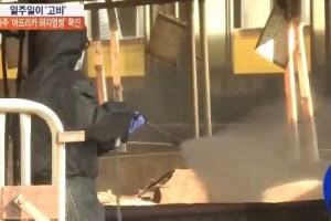 全国家畜暂停移动韩国首现非洲猪瘟肉价上涨30% 全国家畜暂停移动韩国首现非洲猪瘟肉价上涨30%