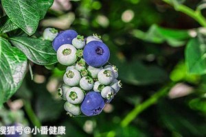 蓝莓富含花青素促进视紫红质再生改进眼干 蓝莓富含花青素促进视紫红质再生改进眼干