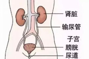 冷知识别人坐过的热板凳能直接坐吗会不会传染疾病 冷知识别人坐过的热板凳能直接坐吗会不会传染疾病