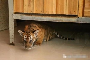 南昌动物园实施江西首例华南虎脐疝手术幼虎正在恢复中