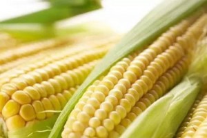【将星全肽】健康保养玉米的这些功效你知道吗