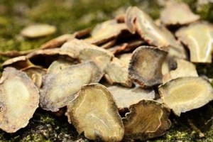 三七对心血管系统的药理作用与功效