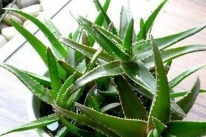 卧室里最适合放的几盆花草 卧室里最适合放的几盆花草