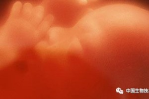我们强大的肠道免疫功能或许从14周龄就开始形成…… 我们强大的肠道免疫功能或许从14周龄就开始形成……