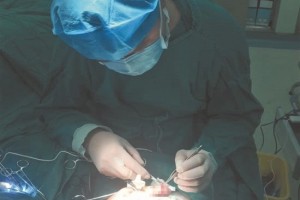 石狮这鳗鱼成精了断头后跳起来把手指肌腱咬断了…… 石狮这鳗鱼成精了断头后跳起来把手指肌腱咬断了……