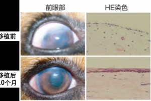 500万人中缺乏一万人能比及可移植角膜TA有望处理供体缺乏难题 500万人中缺乏一万人能比及可移植角膜TA有望处理供体缺乏难题