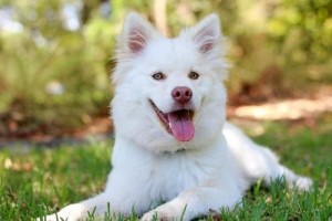 美国癌症患者自称服用犬药康复韩国民众信以为真买断货进急诊室 美国癌症患者自称服用犬药康复韩国民众信以为真买断货进急诊室