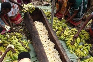 中国人把它当废物印度人却当美食看完后好几天都没食欲吃饭 中国人把它当废物印度人却当美食看完后好几天都没食欲吃饭