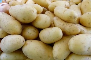 宝宝经常吃马铃薯但怎样挑怎样做你真的了解吗 宝宝经常吃马铃薯但怎样挑怎样做你真的了解吗