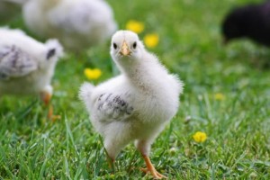 鸡胸肉太柴科学家死磕了十多年总算找到了问题本源