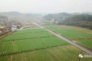#信息化助农举动#邵阳县保和村｜订单农业让菜农吃下定心丸