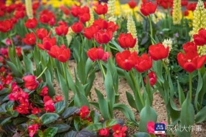 深圳仙湖植物园24日重开每天限两千人入园全国医护免费入园 深圳仙湖植物园24日重开每天限两千人入园全国医护免费入园