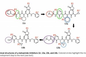 科学中德解析新冠首要蛋白酶晶体结构有助抑制剂研制 科学中德解析新冠首要蛋白酶晶体结构有助抑制剂研制