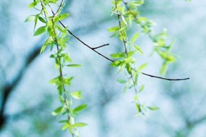 抗疫日记丨张健——敬畏生命持续前行 抗疫日记丨张健——敬畏生命持续前行