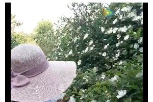 春天的滋味采花来做饼 春天的滋味采花来做饼
