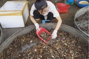 90后女孩街边卖生螃蟹8元一盘每日能卖500盘顾客都说好吃 90后女孩街边卖生螃蟹8元一盘每日能卖500盘顾客都说好吃
