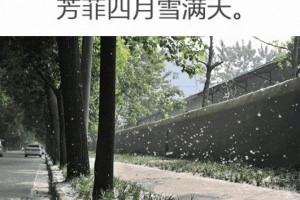 4月飞雪本年提前来银川杨柳絮中会存在新冠病毒吗专家提示 4月飞雪本年提前来银川杨柳絮中会存在新冠病毒吗专家提示