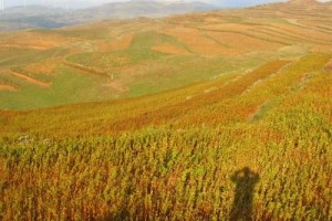 在日常日子中仍有很多人不知道苦荞是什么成效和效果有哪些 在日常日子中仍有很多人不知道苦荞是什么成效和效果有哪些