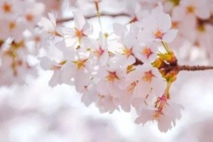 春季赏花时花粉过敏要留神 春季赏花时花粉过敏要留神