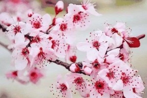 春季过敏怎么办美人军医有好方法 春季过敏怎么办美人军医有好方法