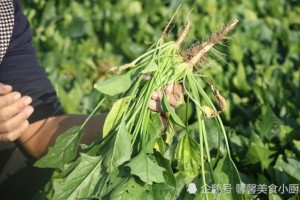 蒜蓉菠菜最简略的做法原汁原味看着都好吃好吃又下饭 蒜蓉菠菜最简略的做法原汁原味看着都好吃好吃又下饭