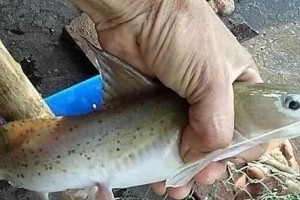 正在消失的6种河鲜二十多年前还许多许多人都不认识了 正在消失的6种河鲜二十多年前还许多许多人都不认识了
