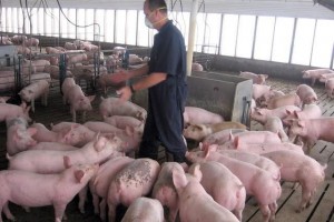 美国农人拿猪蹄换美元或中止美农业废物可能会泛滥成灾倒贴钱求运走 美国农人拿猪蹄换美元或中止美农业废物可能会泛滥成灾倒贴钱求运走