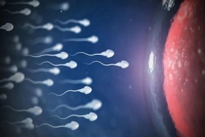 防备男性不育要从进步精子质量做起 防备男性不育要从进步精子质量做起