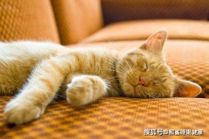 幸福感的规范查验办法——睡觉 幸福感的规范查验办法——睡觉