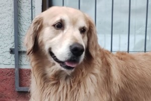 狂犬病潜伏期超10年?养宠物会导致流产?这些都是谣言 狂犬病潜伏期超10年?养宠物会导致流产?这些都是谣言